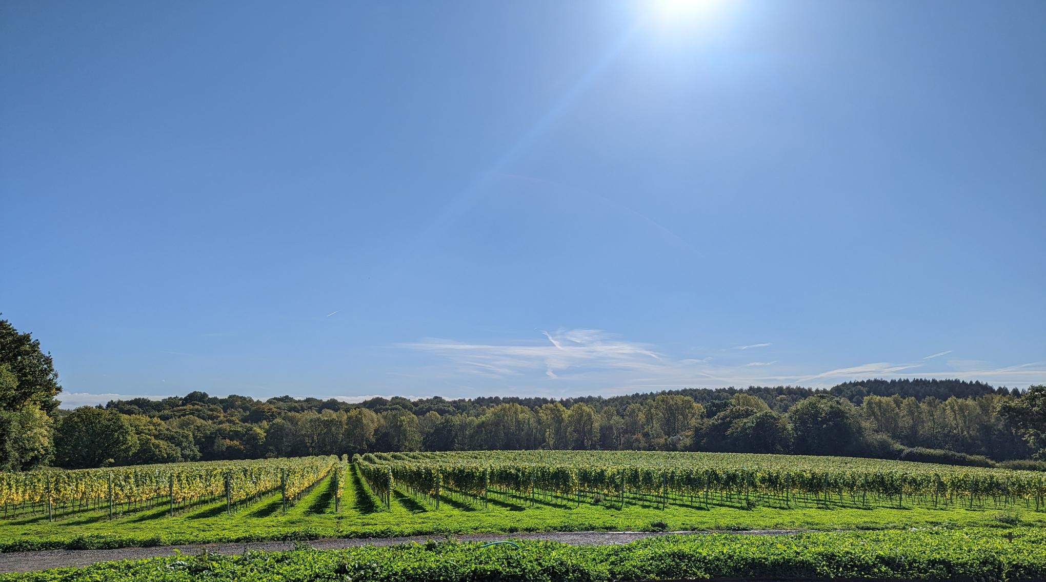 English vineyard in sunshine