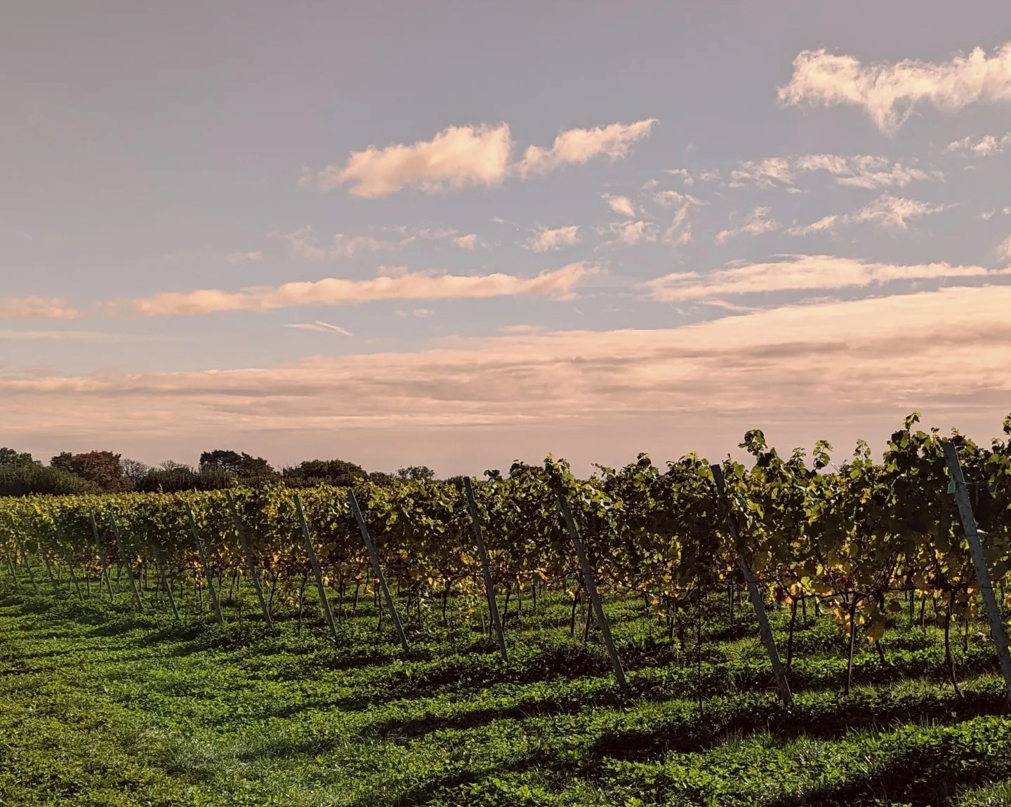 highweald wine vineyard at sunset