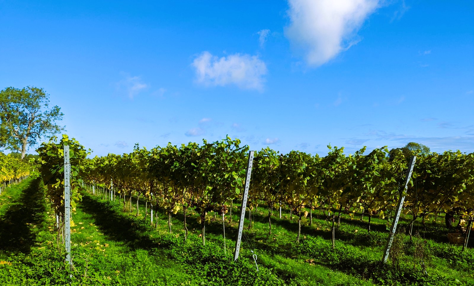English sparkling wine vineyard in summer