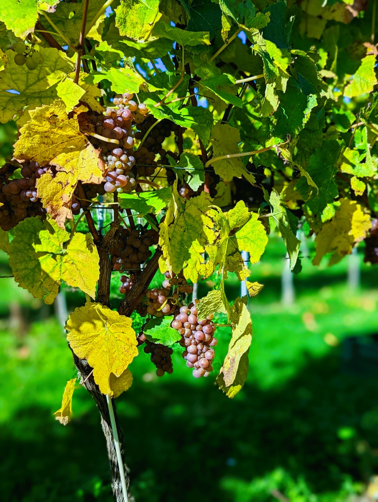 Pinot Gris grapes on the vine