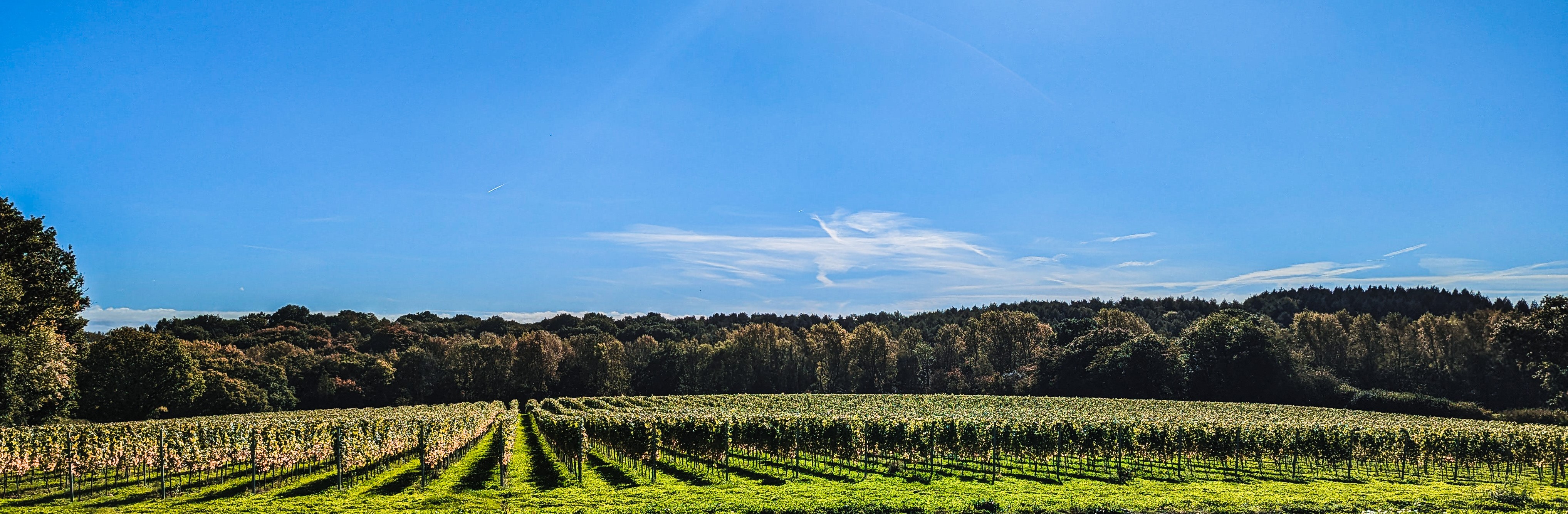 English sparkling wine chardonnay vineyard