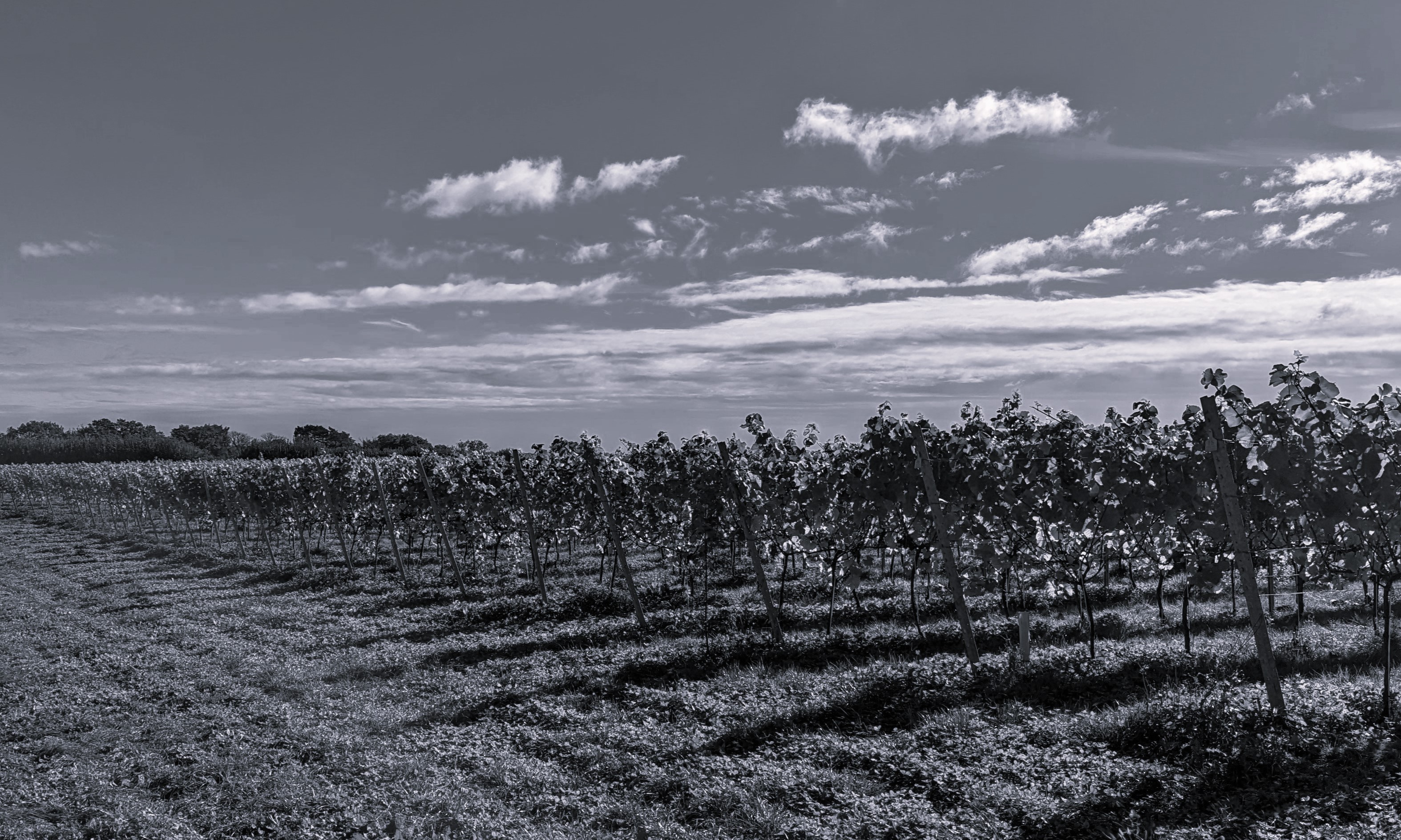 english vineyard in black and white