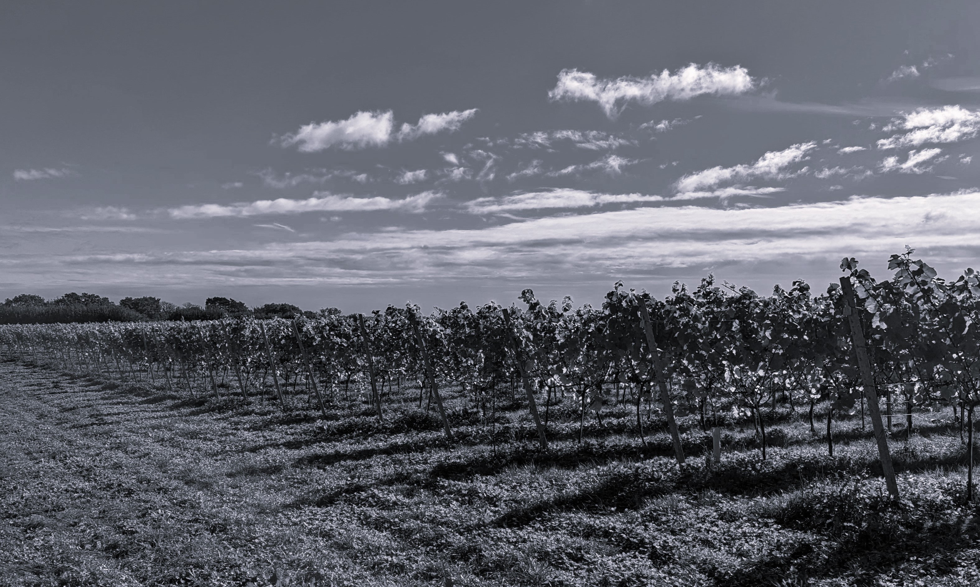 english vineyard in black and white