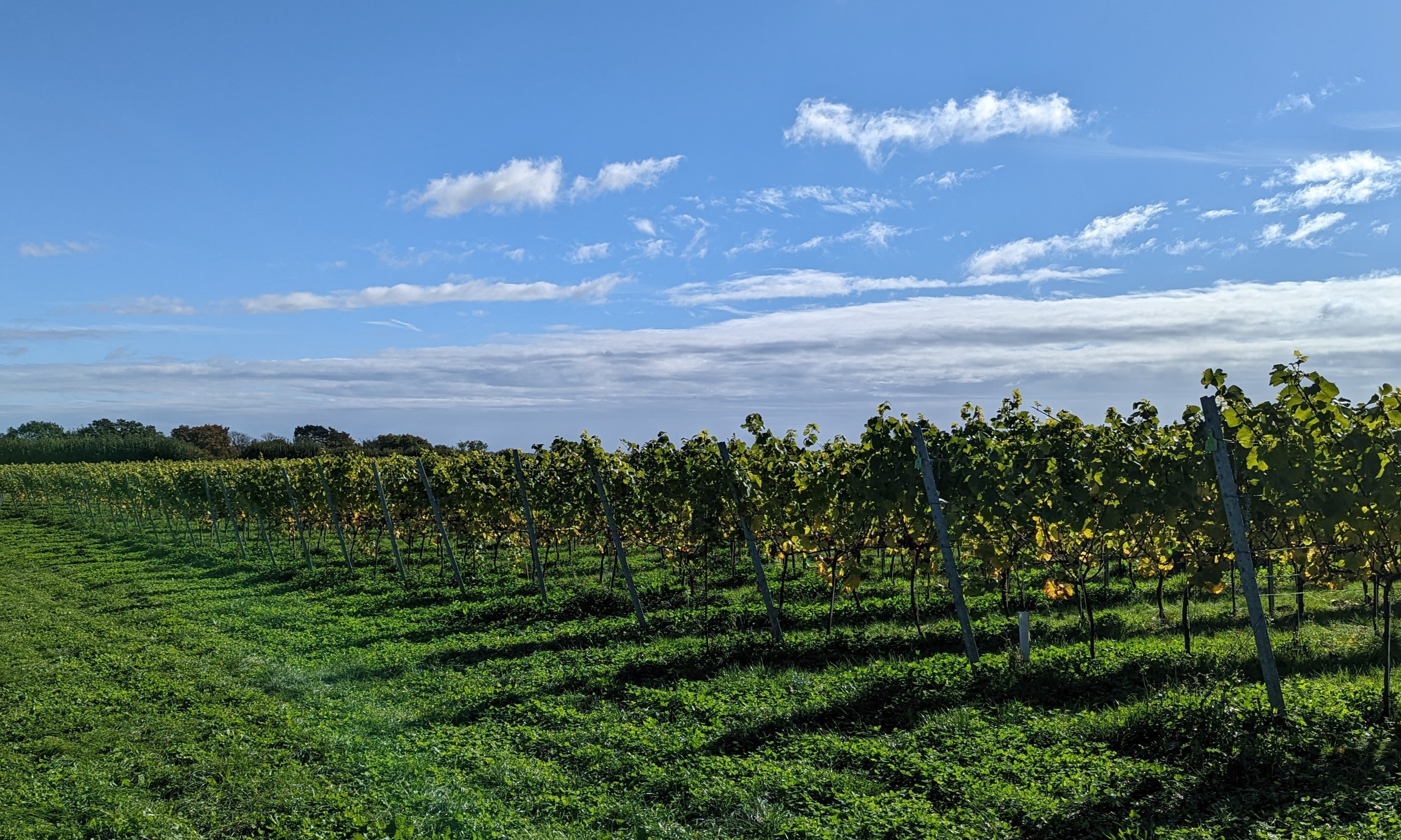 west sussex vineyard