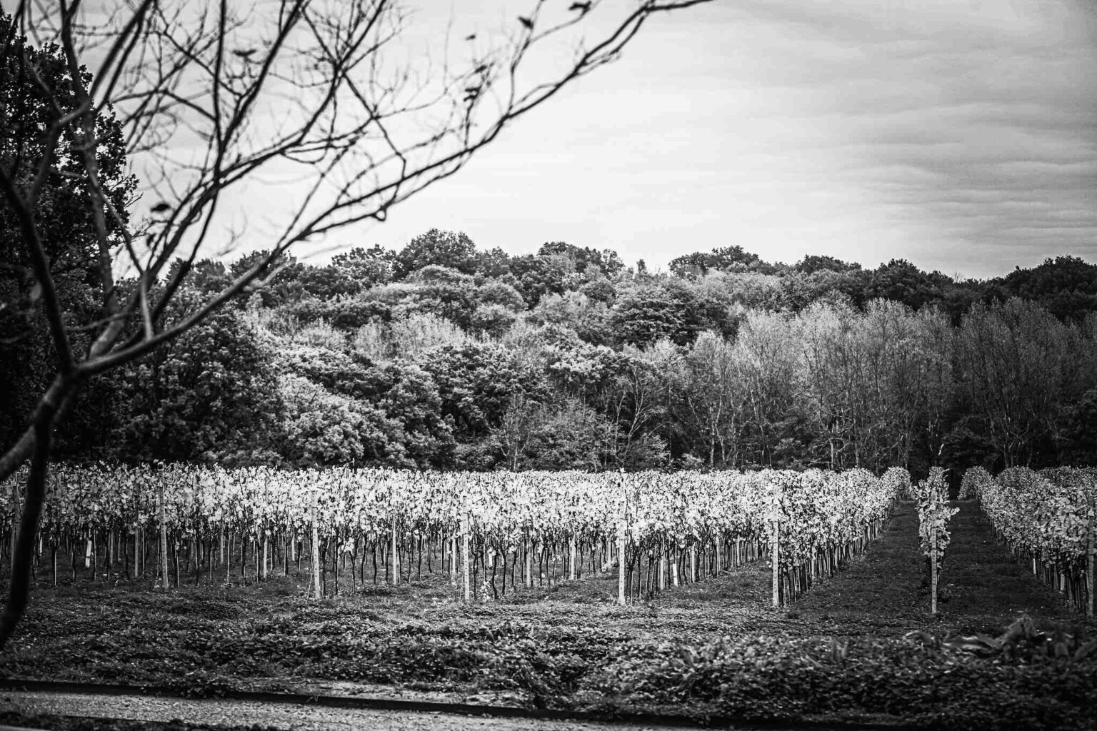 english vineyard and english countryside